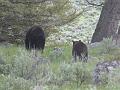 Black bears - Momma and cub leaving